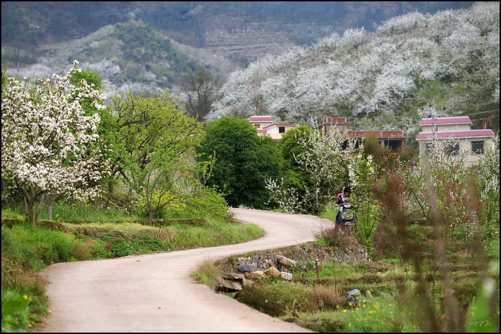 【春天，广西桂林灌阳县向您发出邀请！】我们在灌阳看梨花 - 游山玩水 - 太原生活社区 - 太原28生活网 ty.28life.com