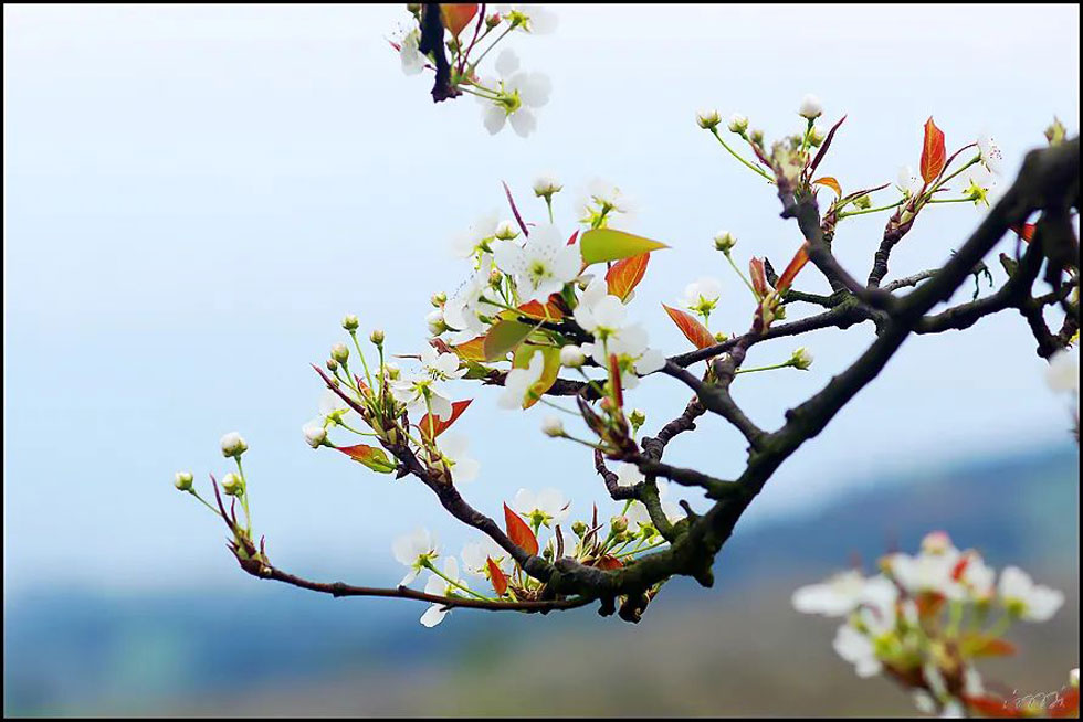 【春天，广西桂林灌阳县向您发出邀请！】我们在灌阳看梨花 - 游山玩水 - 太原生活社区 - 太原28生活网 ty.28life.com