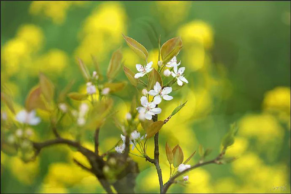 【春天，广西桂林灌阳县向您发出邀请！】我们在灌阳看梨花 - 游山玩水 - 太原生活社区 - 太原28生活网 ty.28life.com