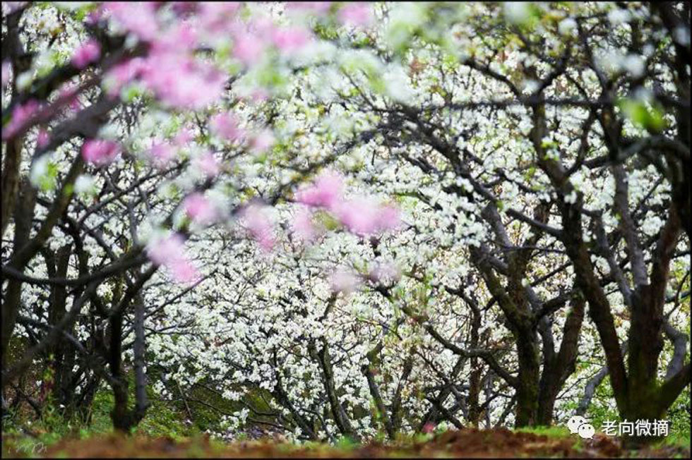 【春天，广西桂林灌阳县向您发出邀请！】我们在灌阳看梨花 - 游山玩水 - 太原生活社区 - 太原28生活网 ty.28life.com