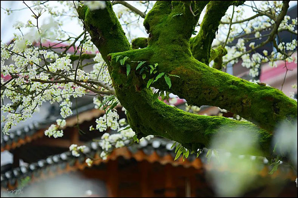 【春天，广西桂林灌阳县向您发出邀请！】我们在灌阳看梨花 - 游山玩水 - 太原生活社区 - 太原28生活网 ty.28life.com