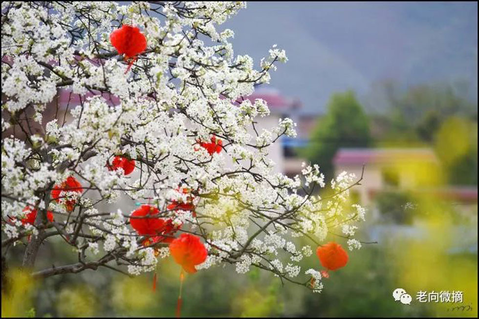 【春天，广西桂林灌阳县向您发出邀请！】我们在灌阳看梨花 - 游山玩水 - 太原生活社区 - 太原28生活网 ty.28life.com