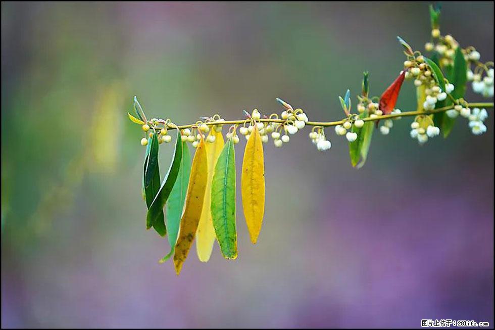 【春天，广西桂林灌阳县向您发出邀请！】米珠山前有片山苍子花在飘香 - 游山玩水 - 太原生活社区 - 太原28生活网 ty.28life.com