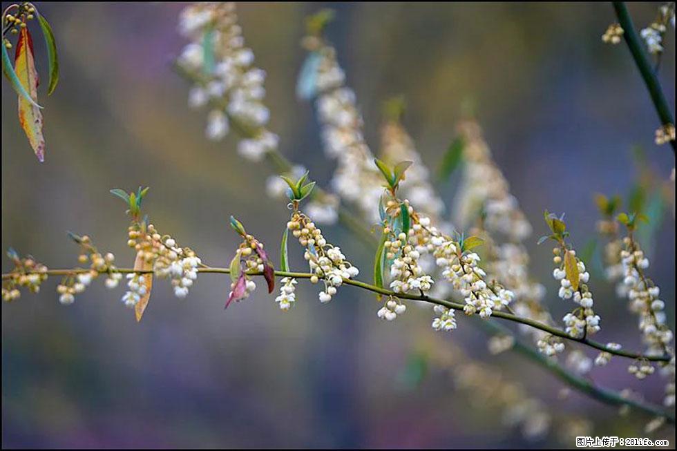 【春天，广西桂林灌阳县向您发出邀请！】米珠山前有片山苍子花在飘香 - 游山玩水 - 太原生活社区 - 太原28生活网 ty.28life.com