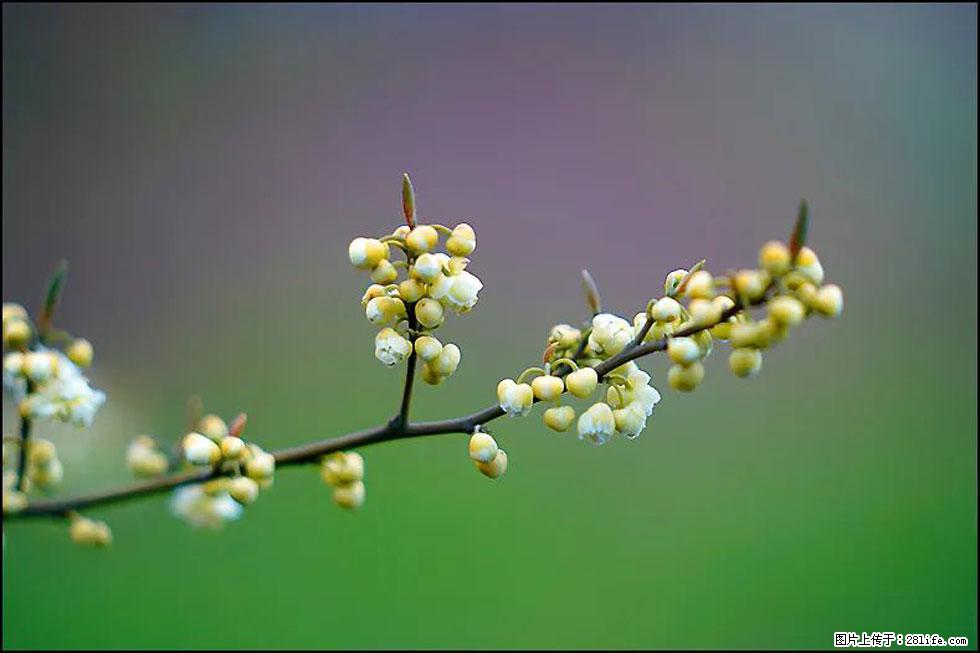 【春天，广西桂林灌阳县向您发出邀请！】米珠山前有片山苍子花在飘香 - 游山玩水 - 太原生活社区 - 太原28生活网 ty.28life.com