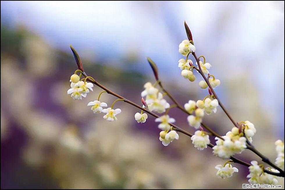 【春天，广西桂林灌阳县向您发出邀请！】米珠山前有片山苍子花在飘香 - 游山玩水 - 太原生活社区 - 太原28生活网 ty.28life.com