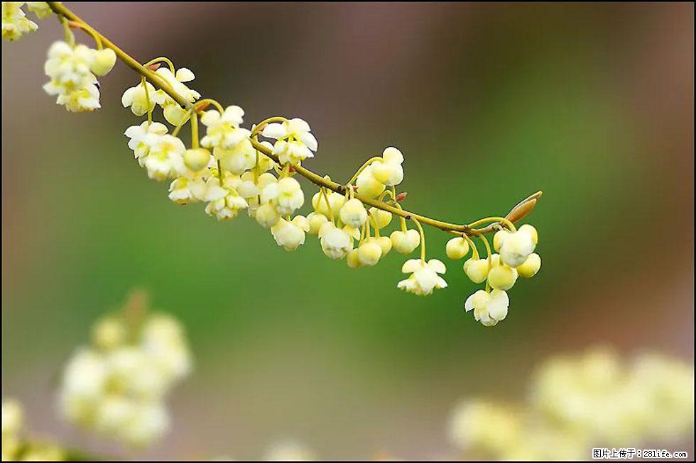 【春天，广西桂林灌阳县向您发出邀请！】米珠山前有片山苍子花在飘香 - 游山玩水 - 太原生活社区 - 太原28生活网 ty.28life.com