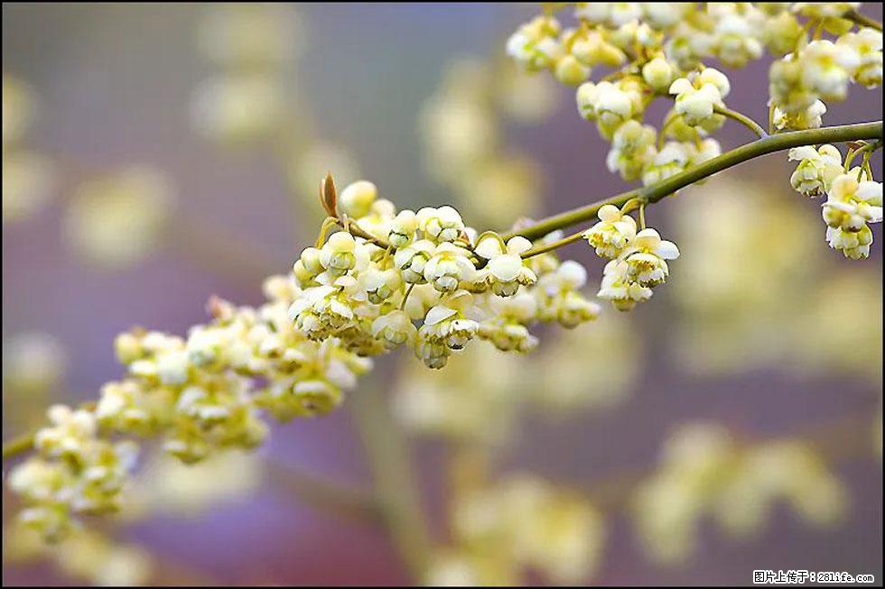 【春天，广西桂林灌阳县向您发出邀请！】米珠山前有片山苍子花在飘香 - 游山玩水 - 太原生活社区 - 太原28生活网 ty.28life.com