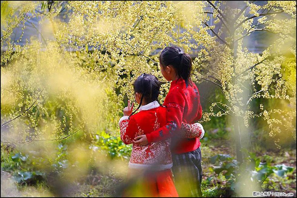 【春天，广西桂林灌阳县向您发出邀请！】米珠山前有片山苍子花在飘香 - 游山玩水 - 太原生活社区 - 太原28生活网 ty.28life.com