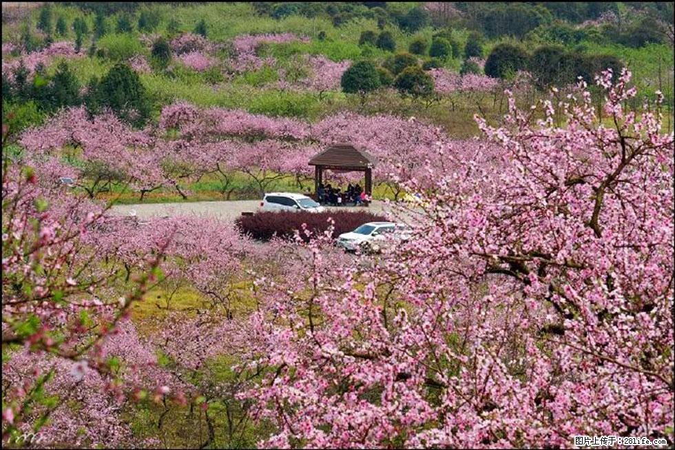 【春天，广西桂林灌阳县向您发出邀请！】官庄村有个醉美的桃花园 - 游山玩水 - 太原生活社区 - 太原28生活网 ty.28life.com