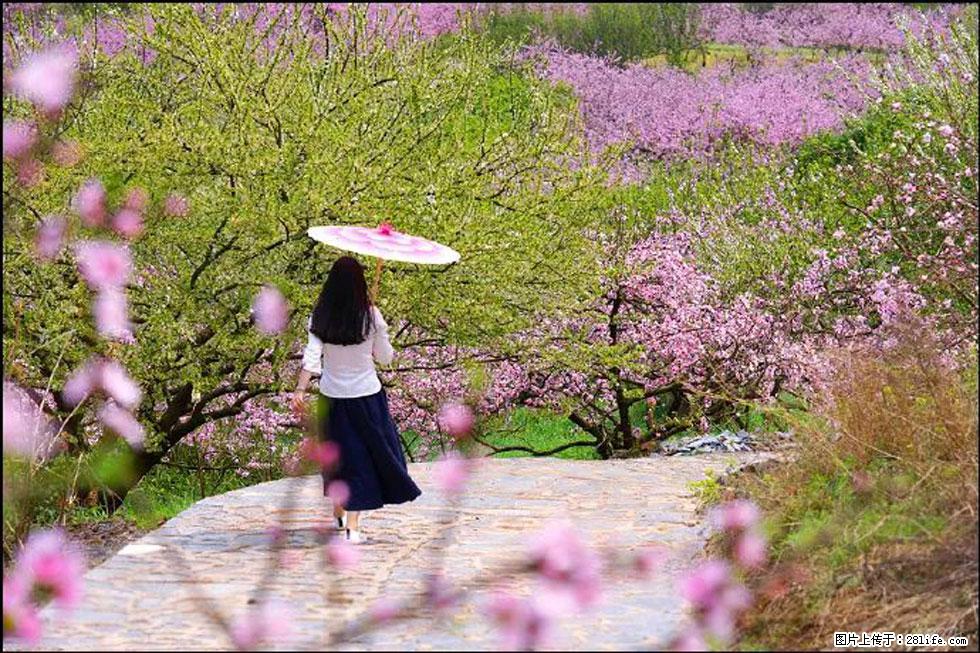 【春天，广西桂林灌阳县向您发出邀请！】官庄村有个醉美的桃花园 - 游山玩水 - 太原生活社区 - 太原28生活网 ty.28life.com