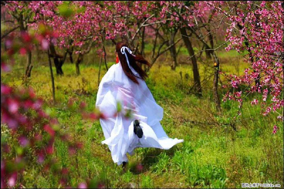 【春天，广西桂林灌阳县向您发出邀请！】官庄村有个醉美的桃花园 - 游山玩水 - 太原生活社区 - 太原28生活网 ty.28life.com