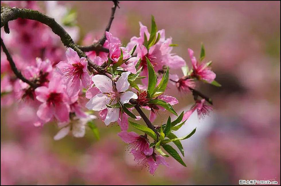 【春天，广西桂林灌阳县向您发出邀请！】官庄村有个醉美的桃花园 - 游山玩水 - 太原生活社区 - 太原28生活网 ty.28life.com