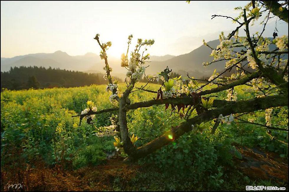 【春天，广西桂林灌阳县向您发出邀请！】长坪村油菜盛情花开 - 游山玩水 - 太原生活社区 - 太原28生活网 ty.28life.com