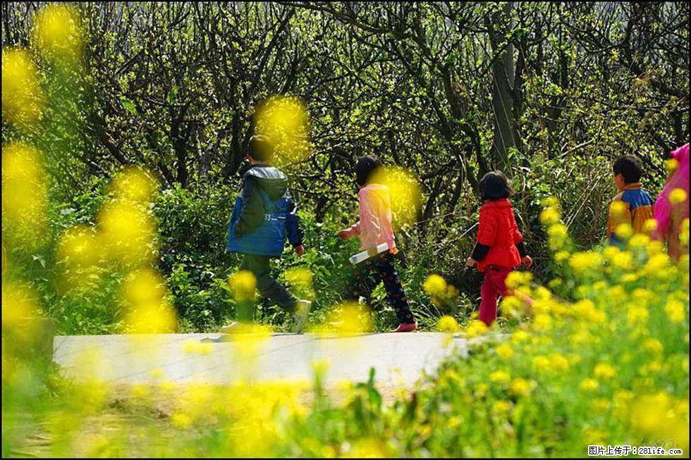 【春天，广西桂林灌阳县向您发出邀请！】长坪村油菜盛情花开 - 游山玩水 - 太原生活社区 - 太原28生活网 ty.28life.com