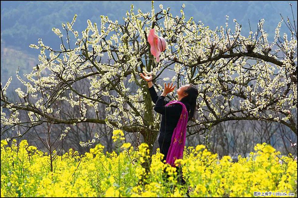 【春天，广西桂林灌阳县向您发出邀请！】长坪村油菜盛情花开 - 游山玩水 - 太原生活社区 - 太原28生活网 ty.28life.com