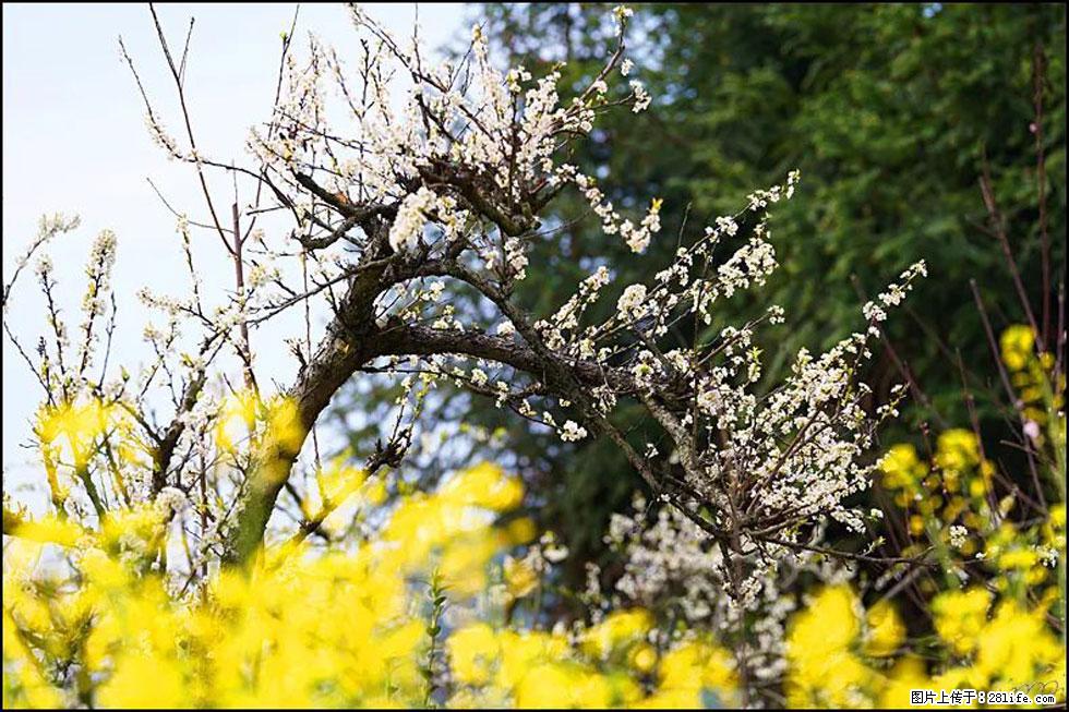【春天，广西桂林灌阳县向您发出邀请！】长坪村油菜盛情花开 - 游山玩水 - 太原生活社区 - 太原28生活网 ty.28life.com