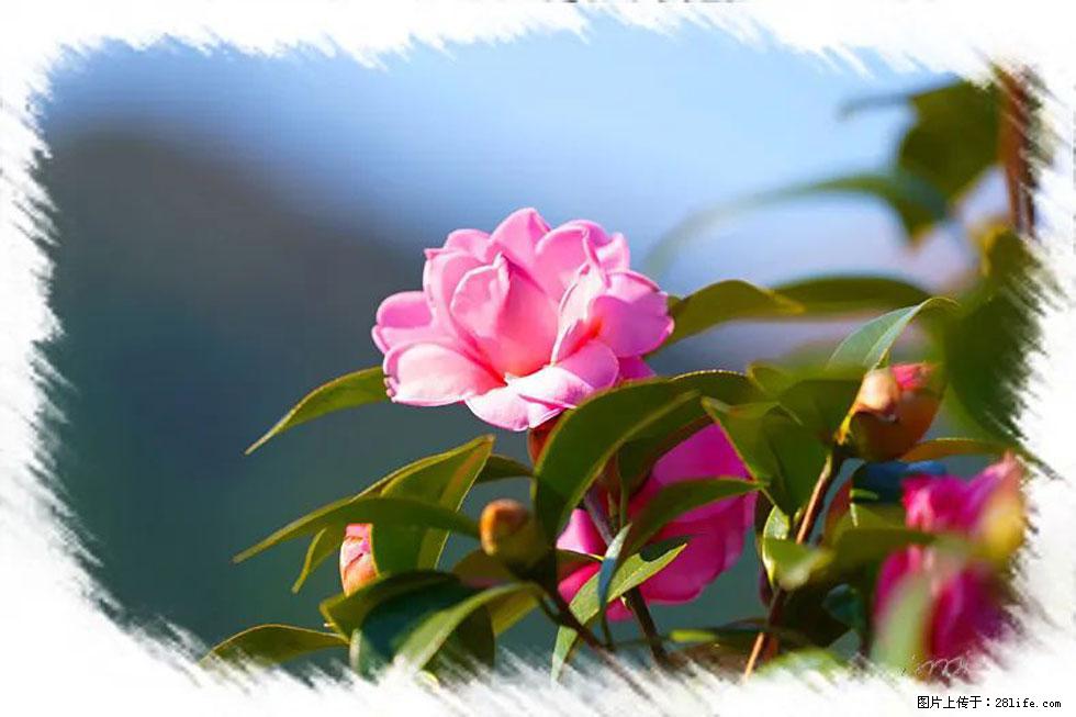 【春天，广西桂林灌阳县向您发出邀请！】杨柳井茶花惹人爱 - 游山玩水 - 太原生活社区 - 太原28生活网 ty.28life.com