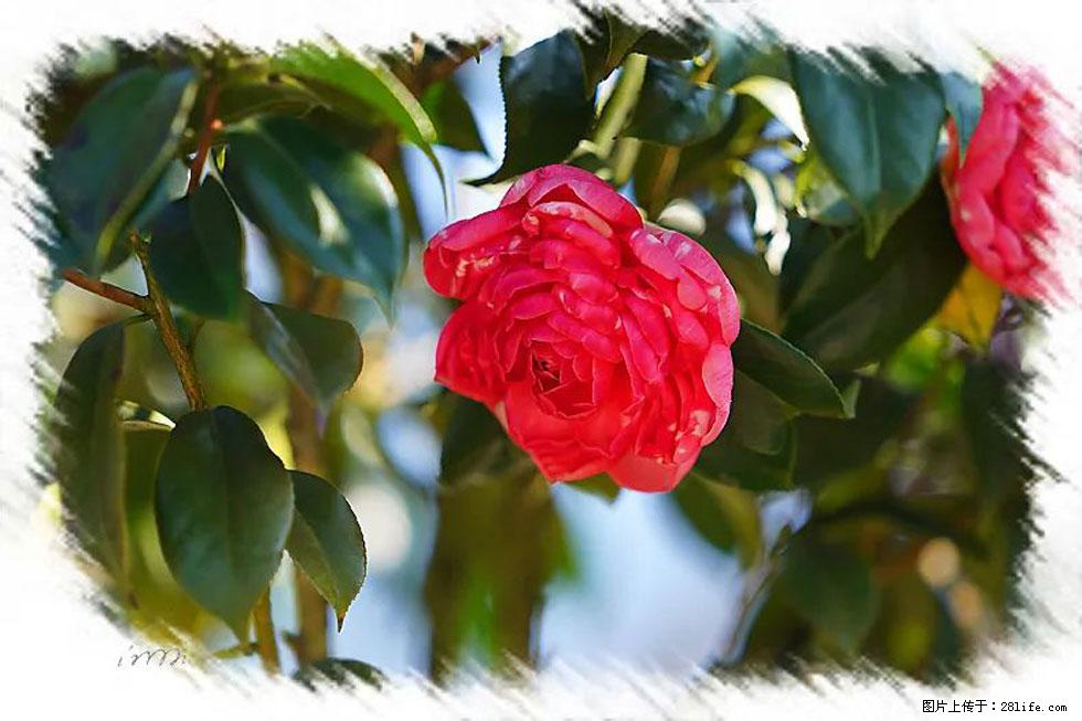 【春天，广西桂林灌阳县向您发出邀请！】杨柳井茶花惹人爱 - 游山玩水 - 太原生活社区 - 太原28生活网 ty.28life.com