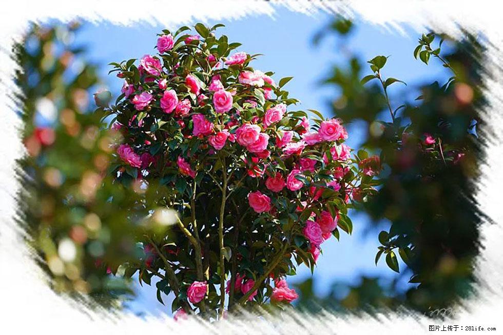 【春天，广西桂林灌阳县向您发出邀请！】杨柳井茶花惹人爱 - 游山玩水 - 太原生活社区 - 太原28生活网 ty.28life.com