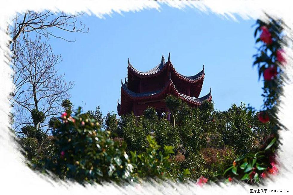 【春天，广西桂林灌阳县向您发出邀请！】杨柳井茶花惹人爱 - 游山玩水 - 太原生活社区 - 太原28生活网 ty.28life.com