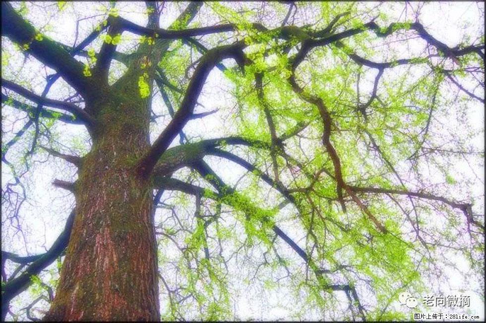 【春天，广西桂林灌阳县向您发出邀请！】在小龙村与春天约会 - 游山玩水 - 太原生活社区 - 太原28生活网 ty.28life.com