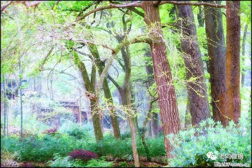 【春天，广西桂林灌阳县向您发出邀请！】在小龙村与春天约会 - 游山玩水 - 太原生活社区 - 太原28生活网 ty.28life.com