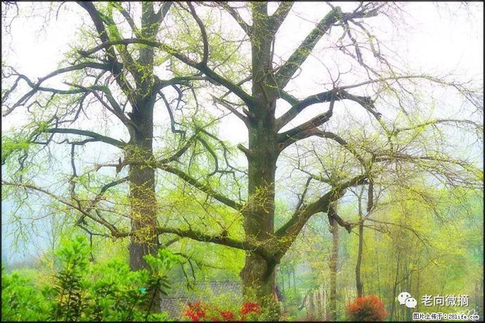 【春天，广西桂林灌阳县向您发出邀请！】在小龙村与春天约会 - 游山玩水 - 太原生活社区 - 太原28生活网 ty.28life.com