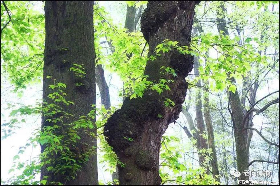 【春天，广西桂林灌阳县向您发出邀请！】在小龙村与春天约会 - 游山玩水 - 太原生活社区 - 太原28生活网 ty.28life.com