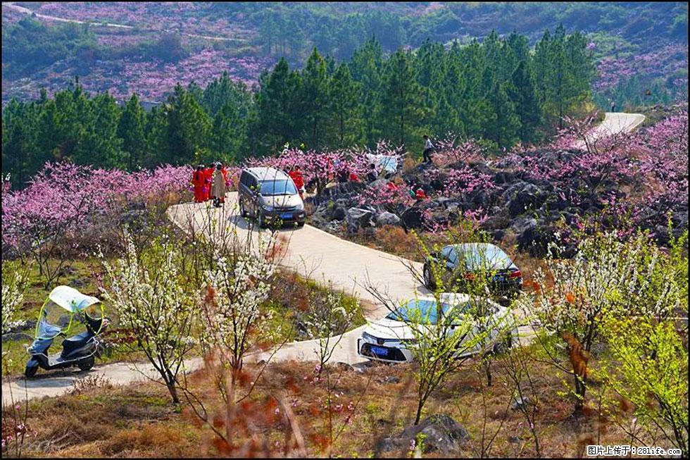 【春天，广西桂林灌阳县向您发出邀请！】望月岭上桃花开 - 游山玩水 - 太原生活社区 - 太原28生活网 ty.28life.com