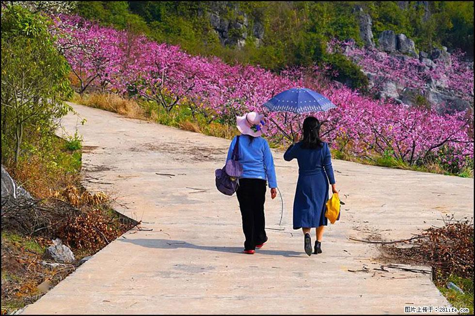 【春天，广西桂林灌阳县向您发出邀请！】望月岭上桃花开 - 游山玩水 - 太原生活社区 - 太原28生活网 ty.28life.com