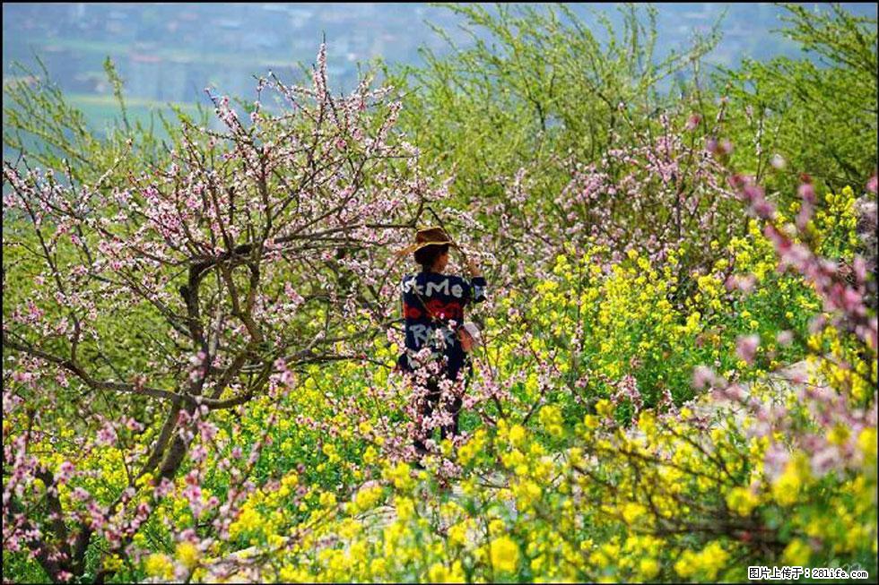 【春天，广西桂林灌阳县向您发出邀请！】望月岭上桃花开 - 游山玩水 - 太原生活社区 - 太原28生活网 ty.28life.com