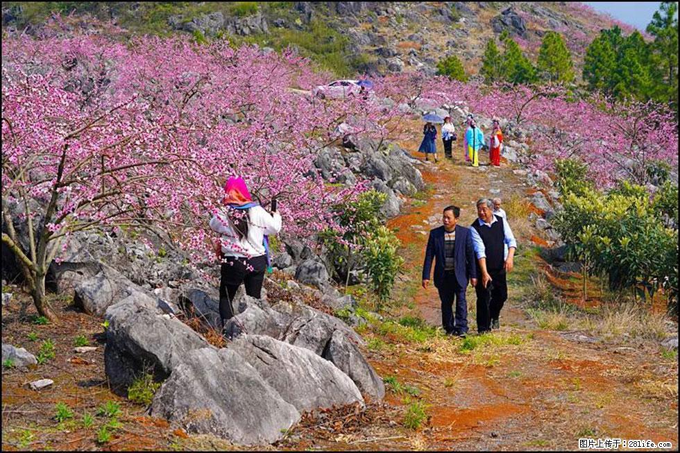 【春天，广西桂林灌阳县向您发出邀请！】望月岭上桃花开 - 游山玩水 - 太原生活社区 - 太原28生活网 ty.28life.com