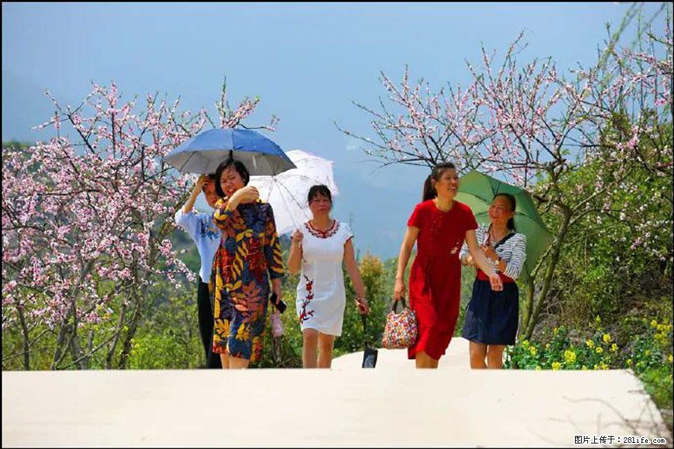 【春天，广西桂林灌阳县向您发出邀请！】望月岭上桃花开 - 游山玩水 - 太原生活社区 - 太原28生活网 ty.28life.com