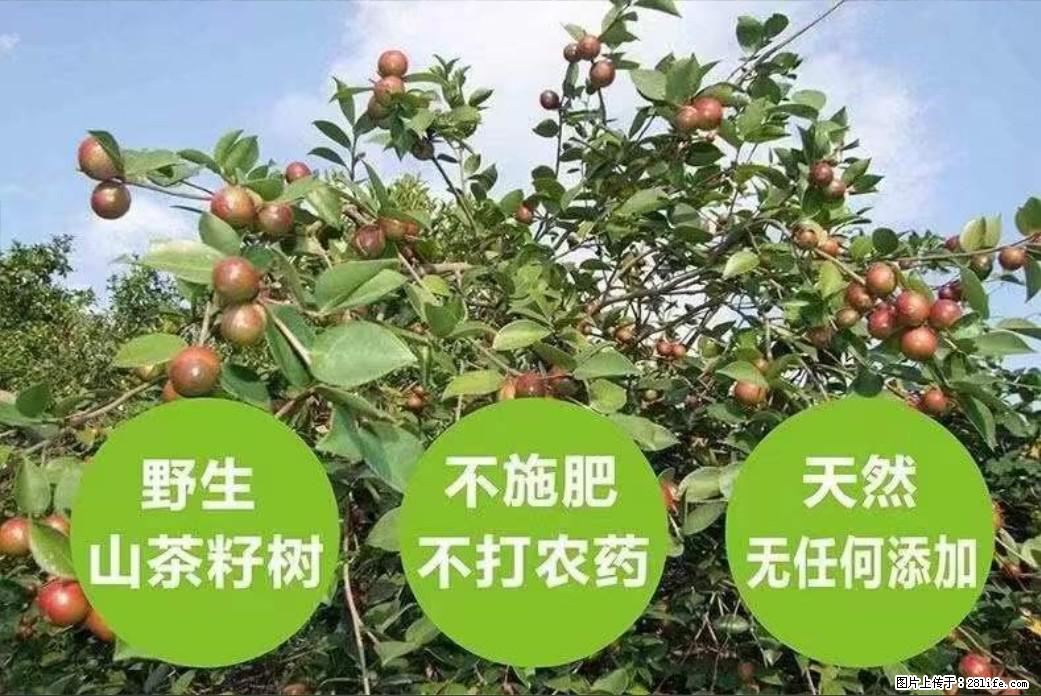 【灌阳县油茶产业示范区】一个有着充实的精神生活的人,对待身外之物自会有一种淡泊的态度 - 美食天地 - 太原生活社区 - 太原28生活网 ty.28life.com