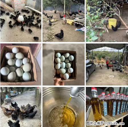 油茶园从小鸡仔开始养起的纯土鸡、土鸡蛋可以预定啦!还有前几天刚榨的纯山茶油哦 - 土特产 - 饮食特产 - 太原分类信息 - 太原28生活网 ty.28life.com