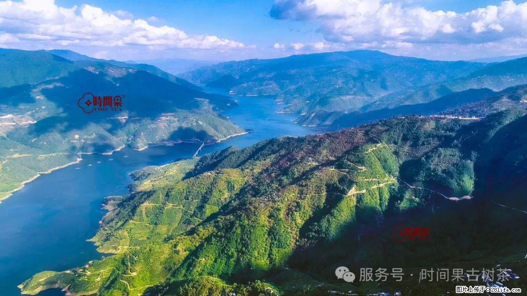 时间果百年古树龙珠普洱生茶 - 购物交流 - 太原生活社区 - 太原28生活网 ty.28life.com