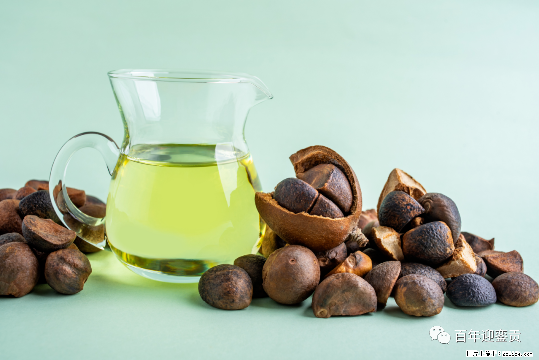 揭秘茶油的5大核心营养成分！被称为人体健康的“守护盾”！ - 太原生活资讯 - 太原28生活网 ty.28life.com
