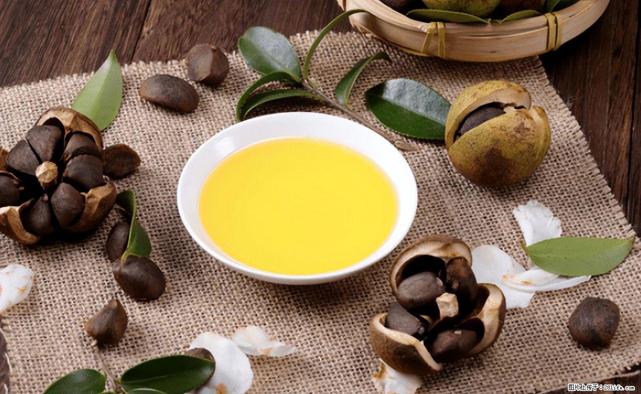 揭秘茶油的5大核心营养成分！被称为人体健康的“守护盾”！ - 太原生活资讯 - 太原28生活网 ty.28life.com