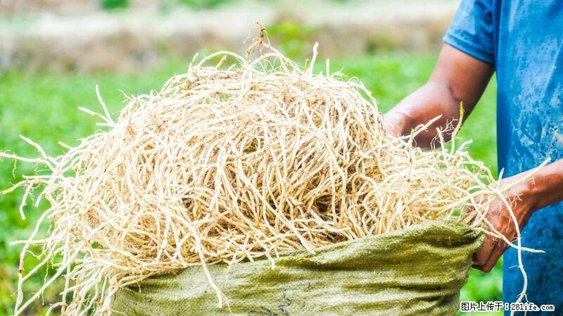 堪称“最难吃”的蔬菜，却是 “抗辐射神器”，还能护肺、清热、止咳化痰！ - 太原生活资讯 - 太原28生活网 ty.28life.com