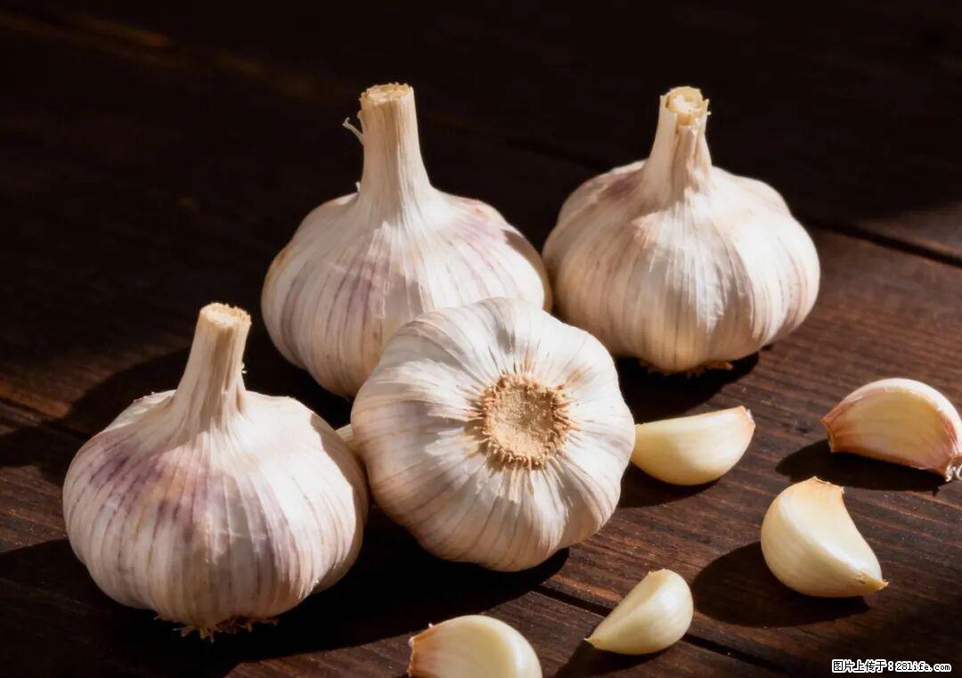 关于大蒜，除了“天然抗生素”，这4个谣言更该警惕! - 太原生活资讯 - 太原28生活网 ty.28life.com